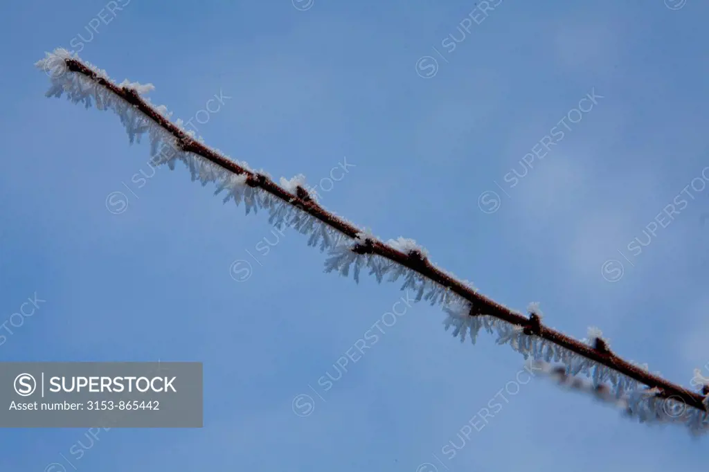 formazione di ghiaccio su un ramo, galaverna