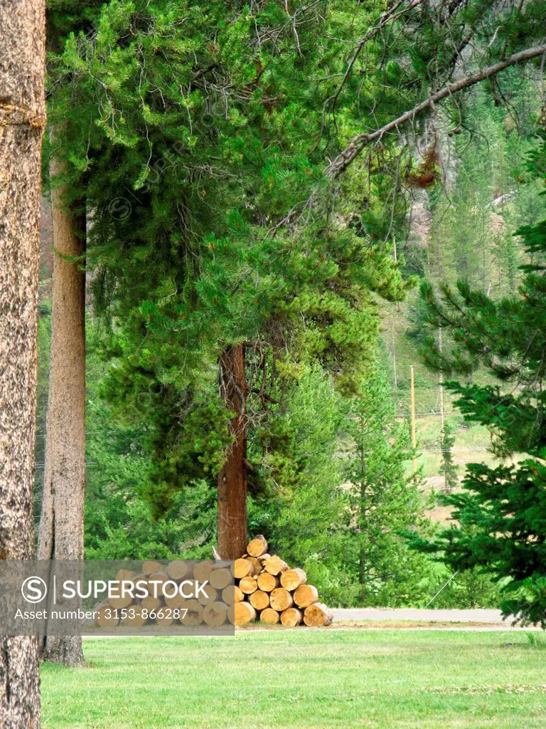 logs, lumber