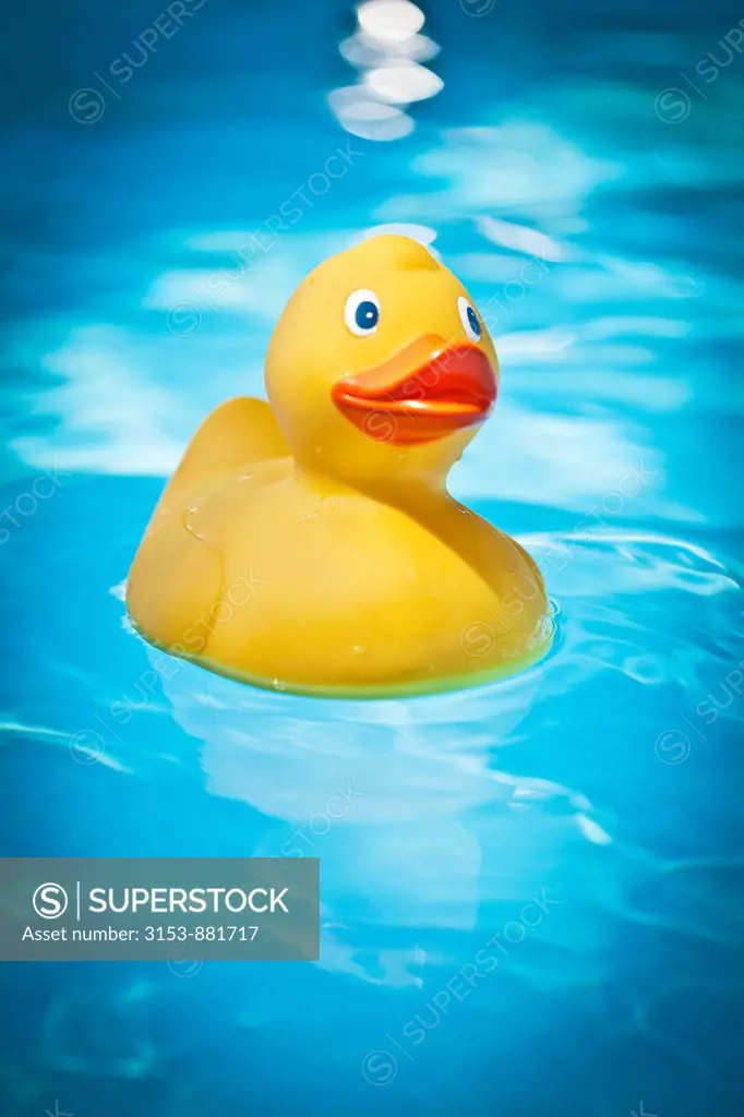 rubber duck by the pool