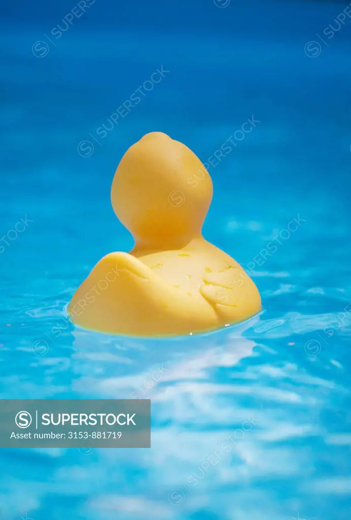 rubber duck by the pool