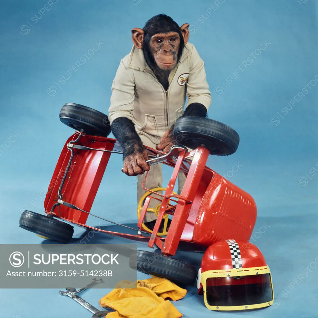 Chimpanzee race car pit crew