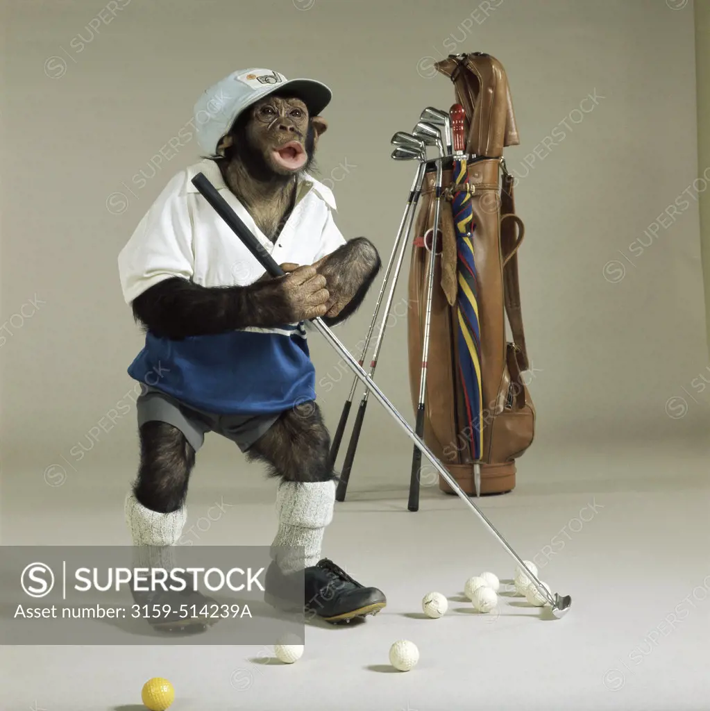 Chimpanzee golfing, vintage humor