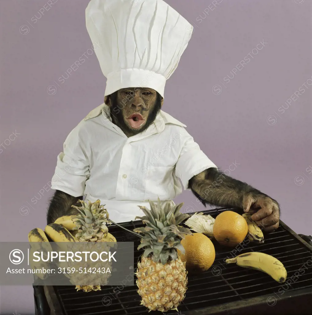 Chimpanzee cooking