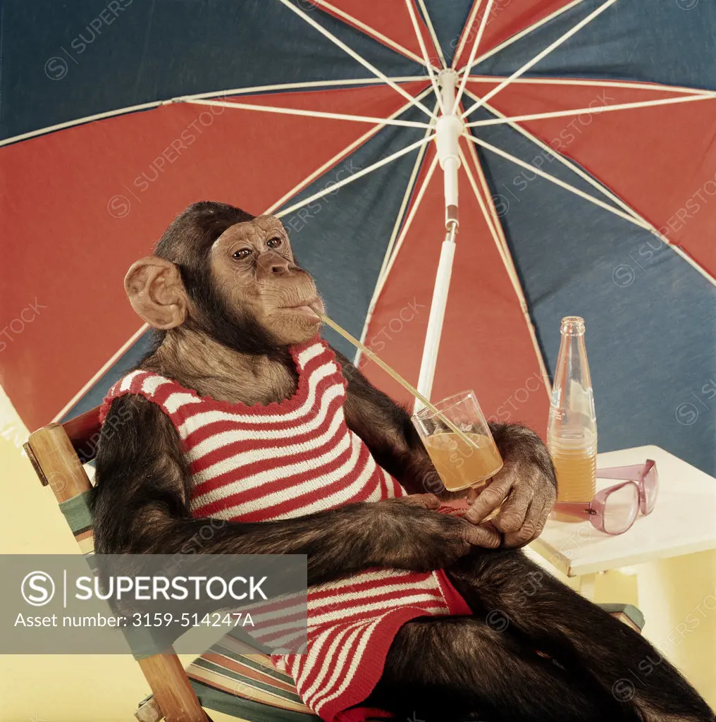 Chimpanzee sunbathing summer