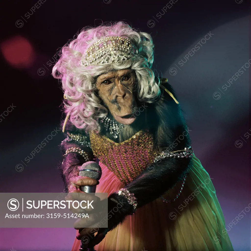 Chimpanzee singer