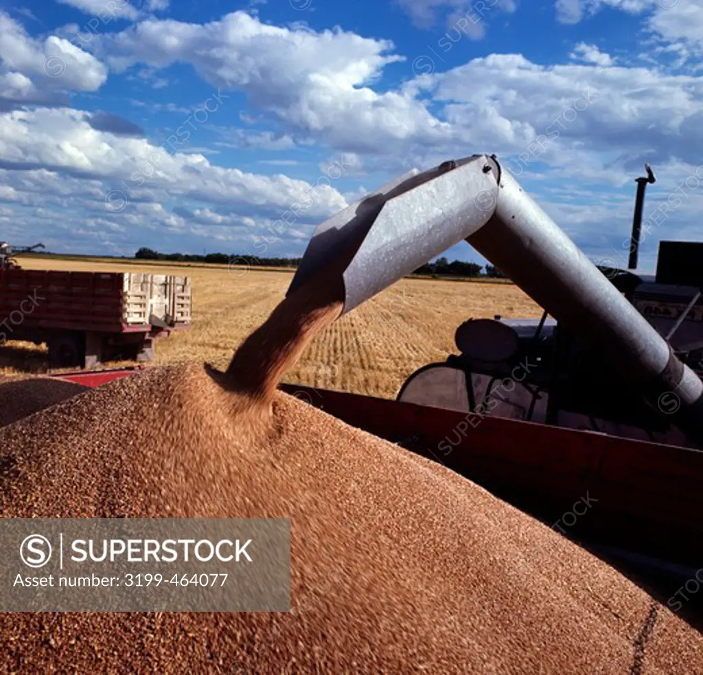 USA, South Dakota, Wheat harvesting