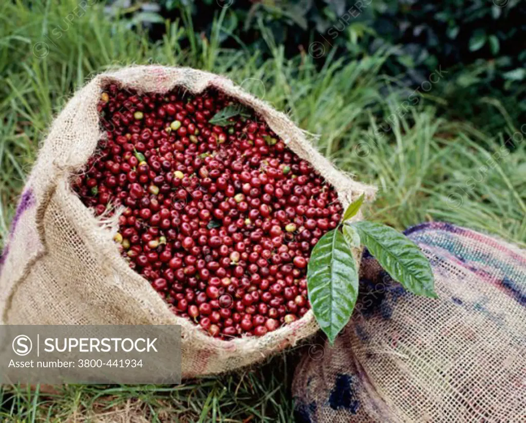 A sack of ripe coffee beans