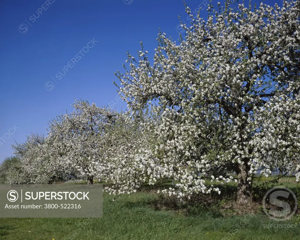Apple Orchard Near Winchester Virginia  USA