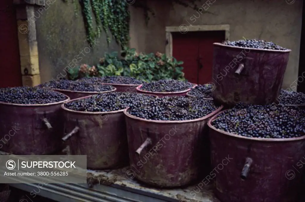 Wine Harvest