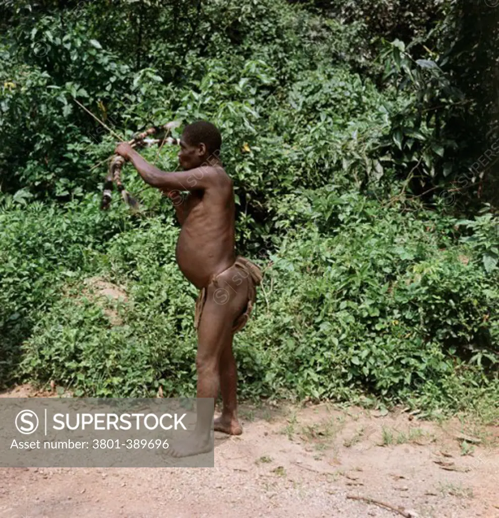 Side profile of a tribal man aiming with a bow and arrow, Ituri Rainforest, Democratic Republic of the Congo