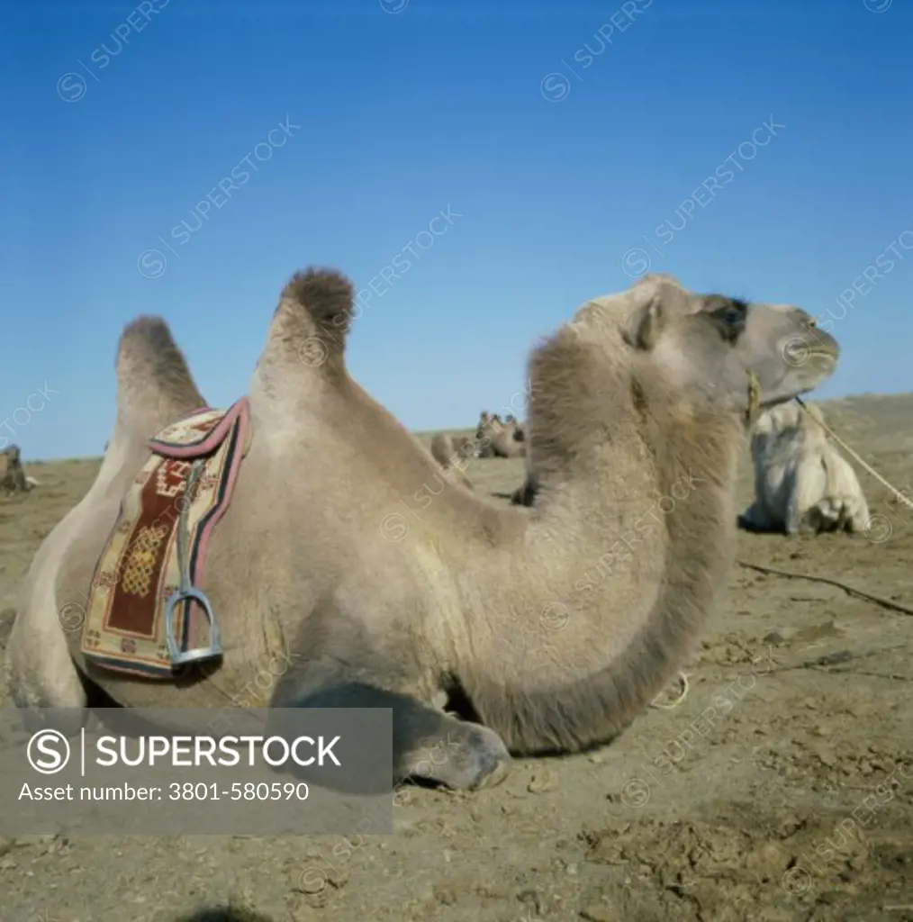 A Bactrian Camel, Gobi Desert, Mongolia