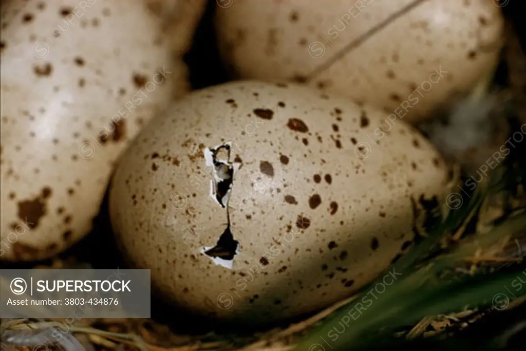 Hatching Ptarmigan Chick