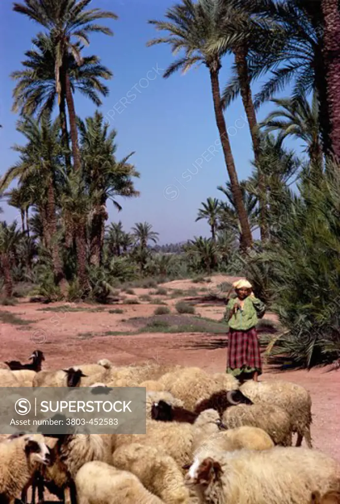 A woman herding a herd of sheep, Morocco
