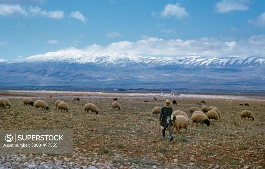 Lebanon, Lebanese Mountains, Shepherd with flock of sheep in pasture