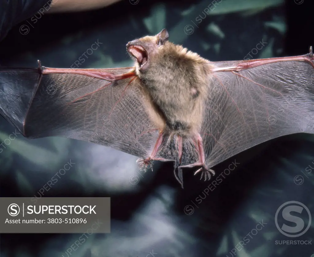 Close-up of a Brown Bat with its wings stretched out
