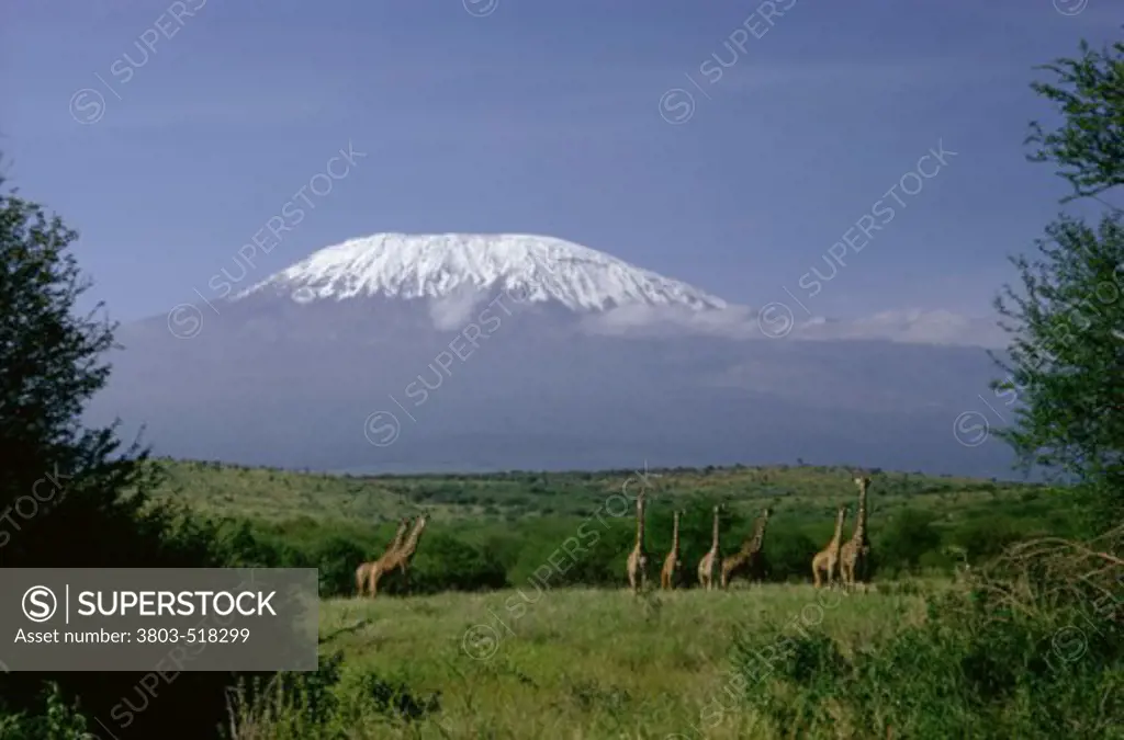 Giraffes Mount Kilimanjaro Tanzania