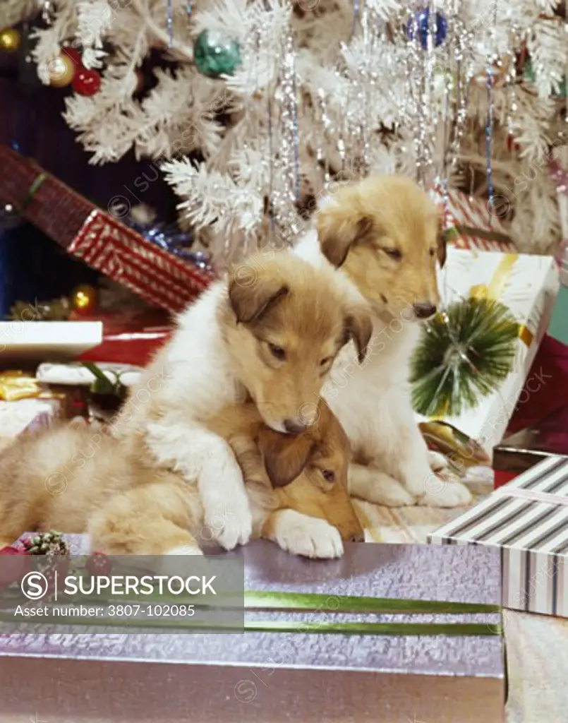 Close-up of three puppies in front of a Christmas tree