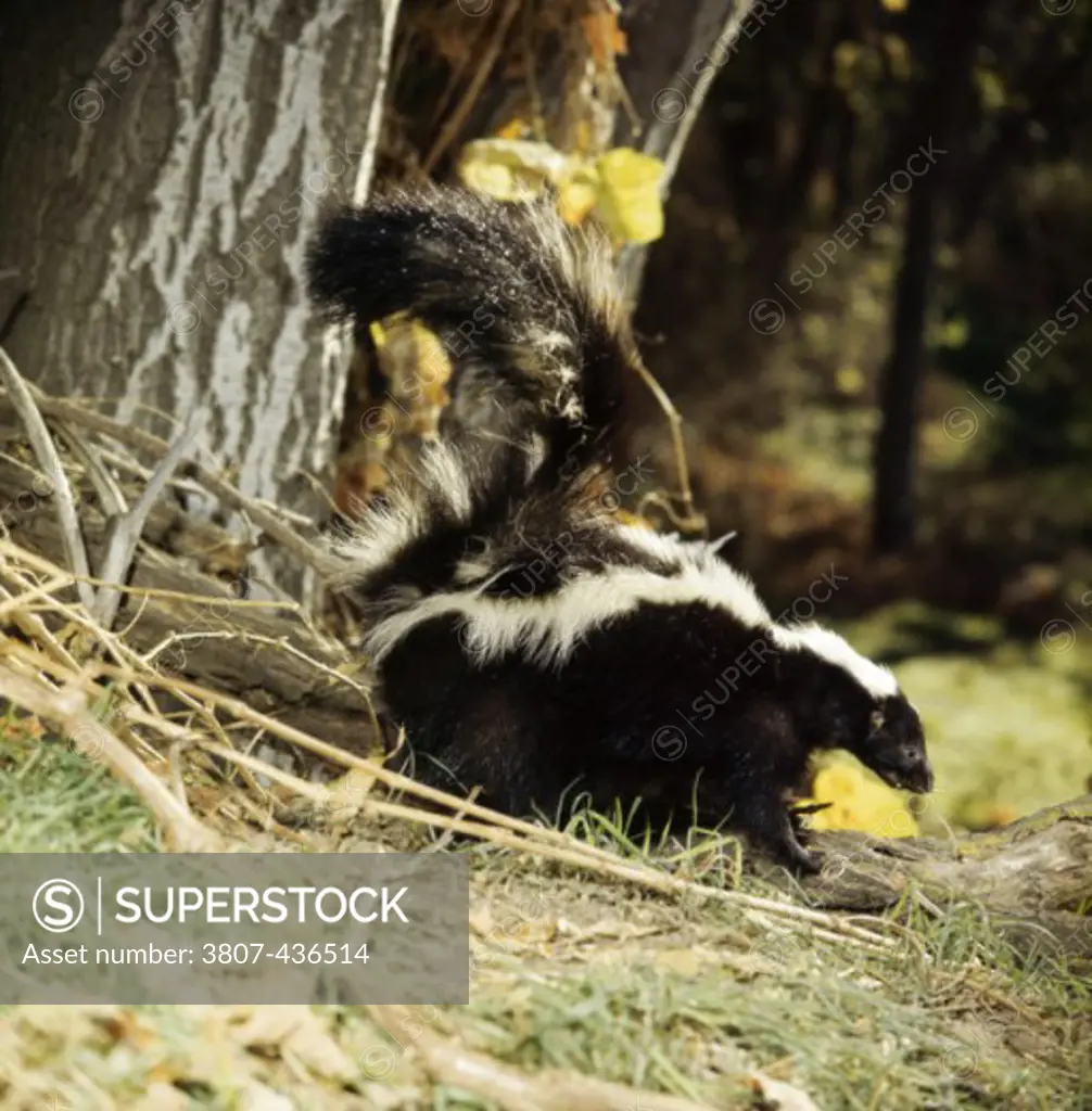 Side profile of a skunk standing in a forest