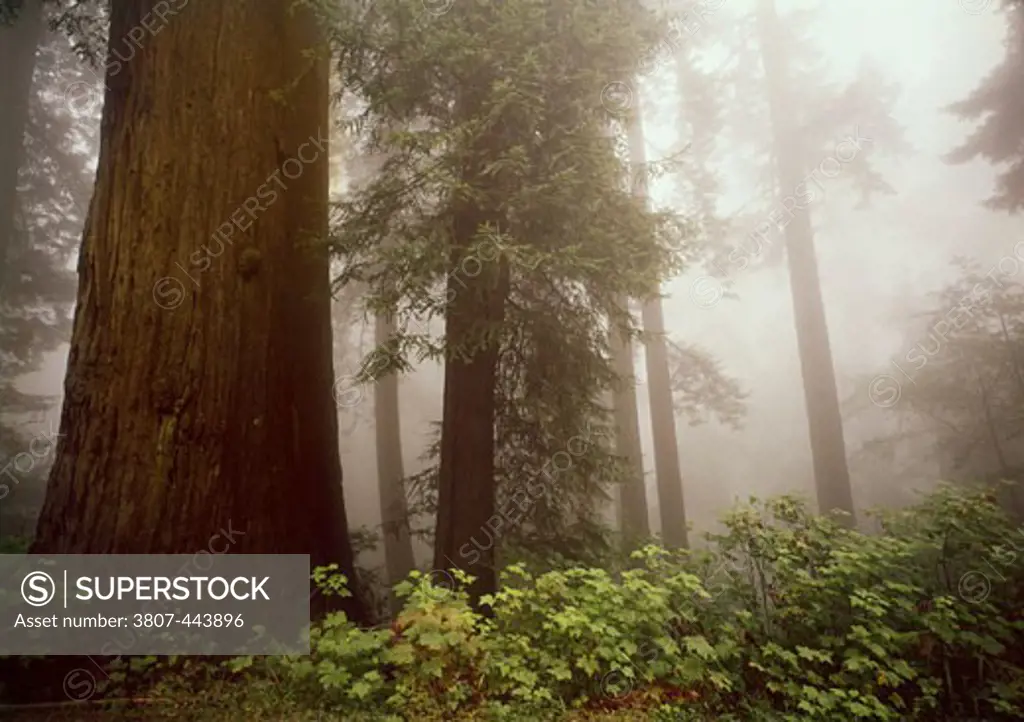 Sequoia Trees Del Norte Coast Redwoods State Park California USA