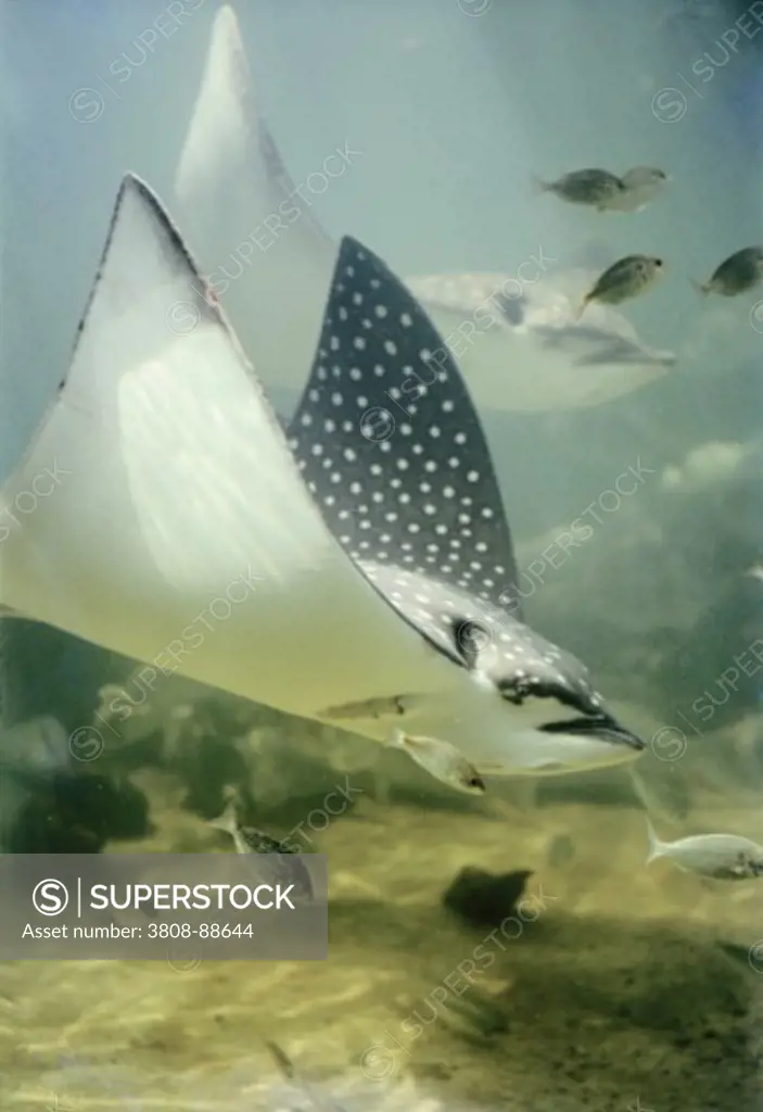 Close-up of a Leopard Ray