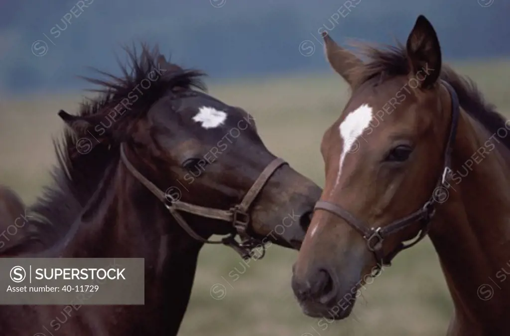 Close-up of two horses nuzzling (Equus caballus)