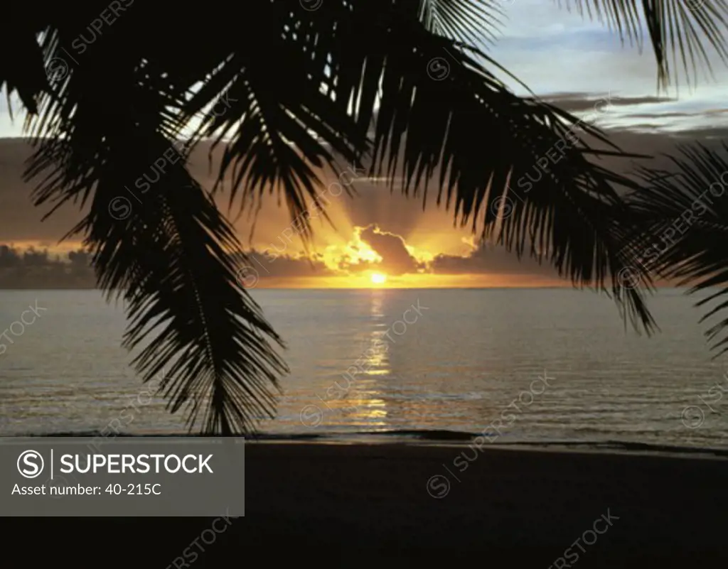 Silhouette of palm leaves at sunrise