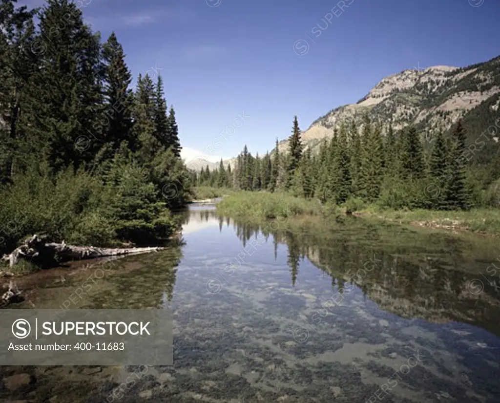 Reflection of trees in water, Cave Mountains, Lewis And Clark National Forest, North Fork Teton, Montana, USA