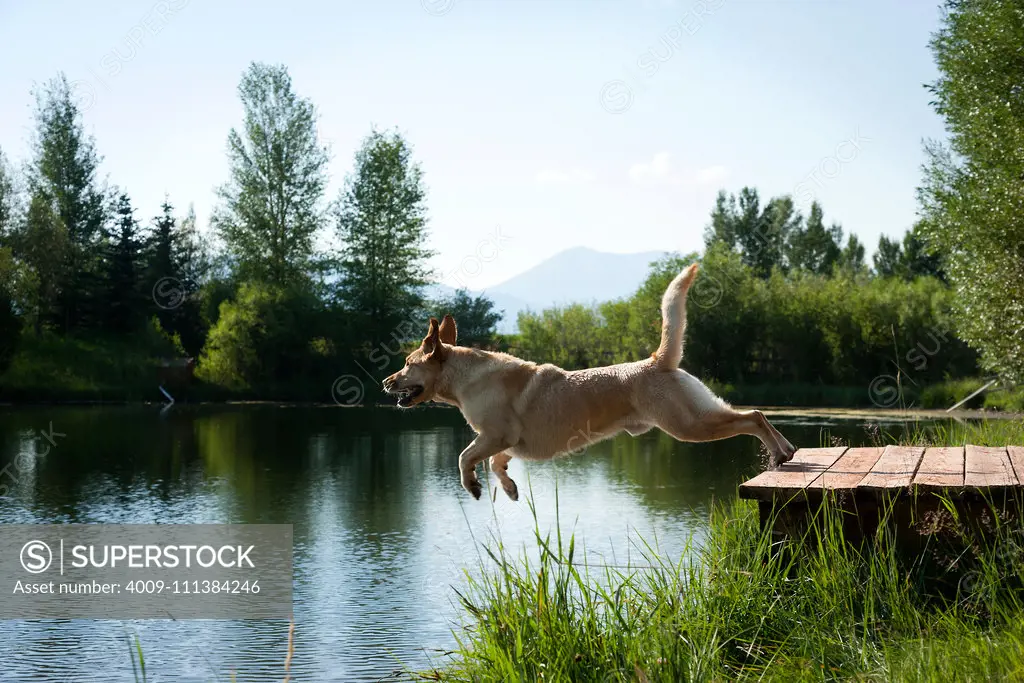 Dog jumping off dock into river