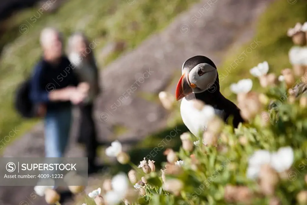 Atlantic puffin (Fratercula arctica) perching in a patch of blooming flowers with a couple birdwatching in background, Skellig Michael, Republic of Ireland