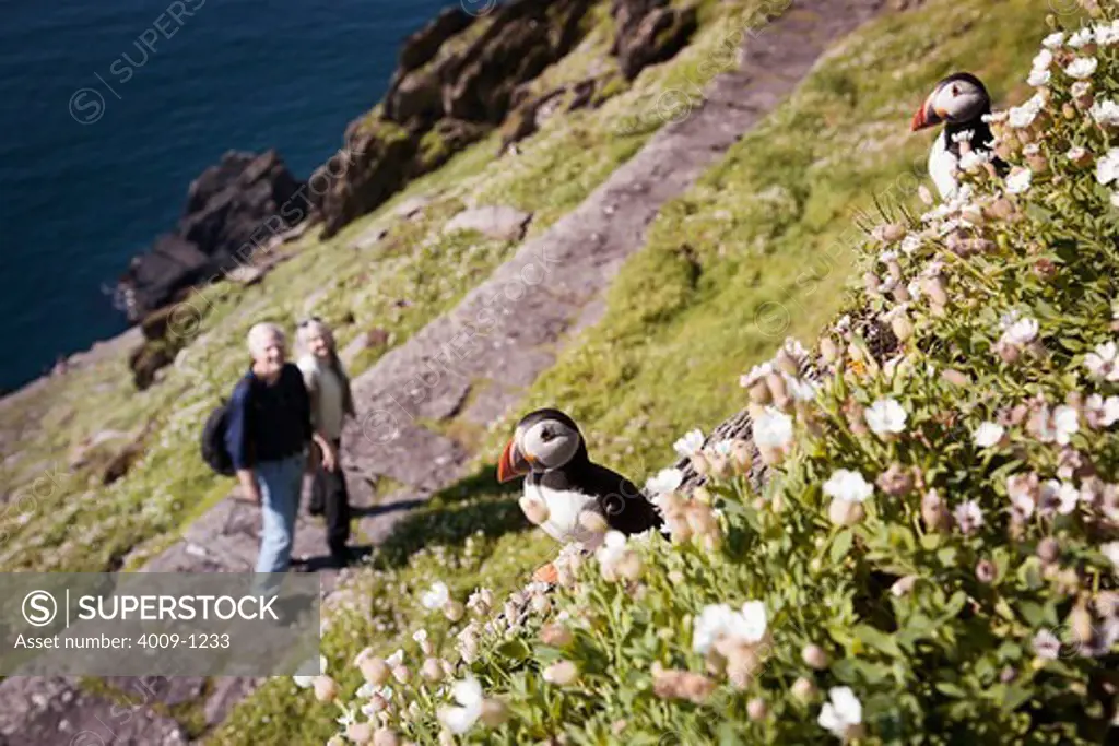 Two Atlantic puffins (Fratercula arctica) perching in a patch of blooming flowers with a couple birdwatching in background, Skellig Michael, Republic of Ireland