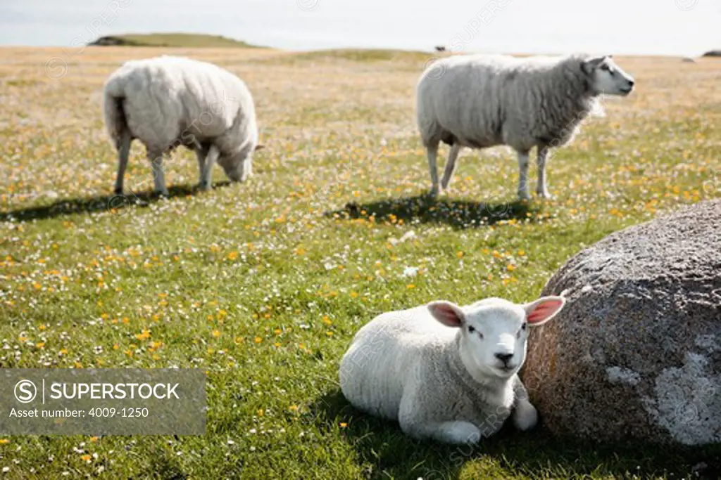Lamb resting near a rock with other sheep grazing in background, Iona, Inner Hebrides, Scotland