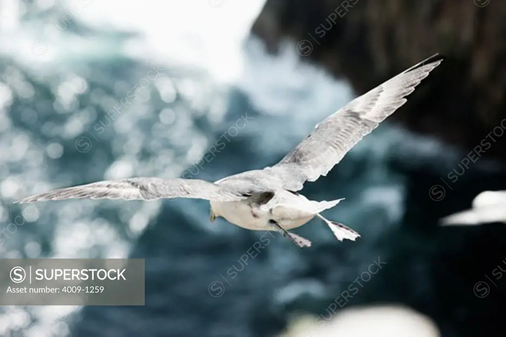 Seagull flying above the North Atlantic Ocean near St Kilda, Scotland