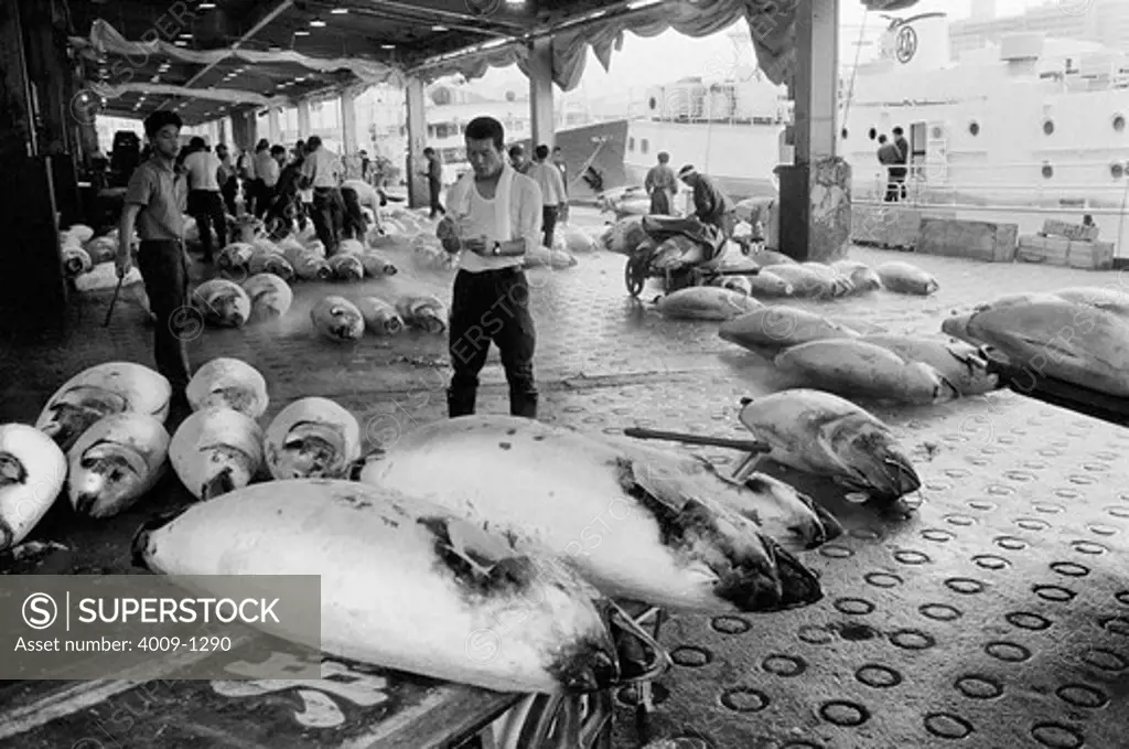 Japan, Tokyo, Man taking inventory of remaining tuna at Tsukiji fish market