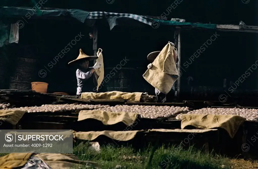 China, Hong Kong, Fisherman wearing straw hat drying fish in sun