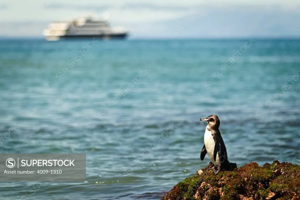 Ecuador, Galapagos Islands, Penguin standing on moss covered rock near ocean, ship in background