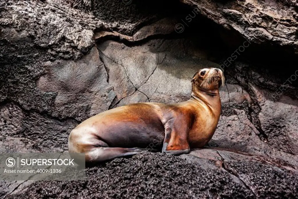 Ecuador, Galapagos Islands, Sea lion on rock
