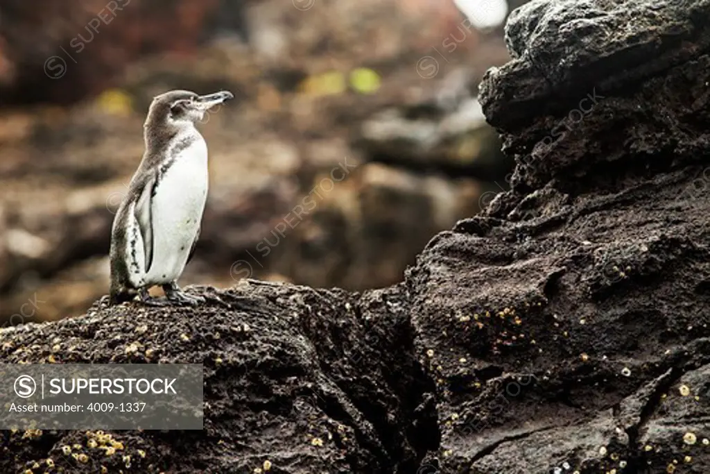 Ecuador, Galapagos Islands, Penguin standing on rock