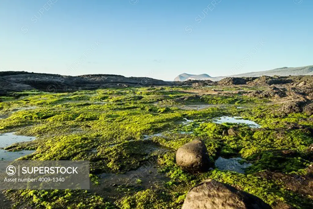 Ecuador, Galapagos Islands, Moss growing on rocky beach
