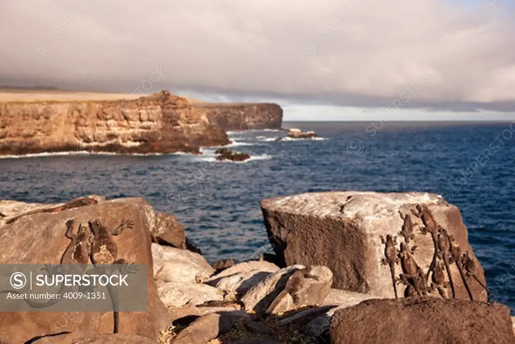 Ecuador, Galapagos Islands, Marine Iguanas sunning on rocks along cliff by sea