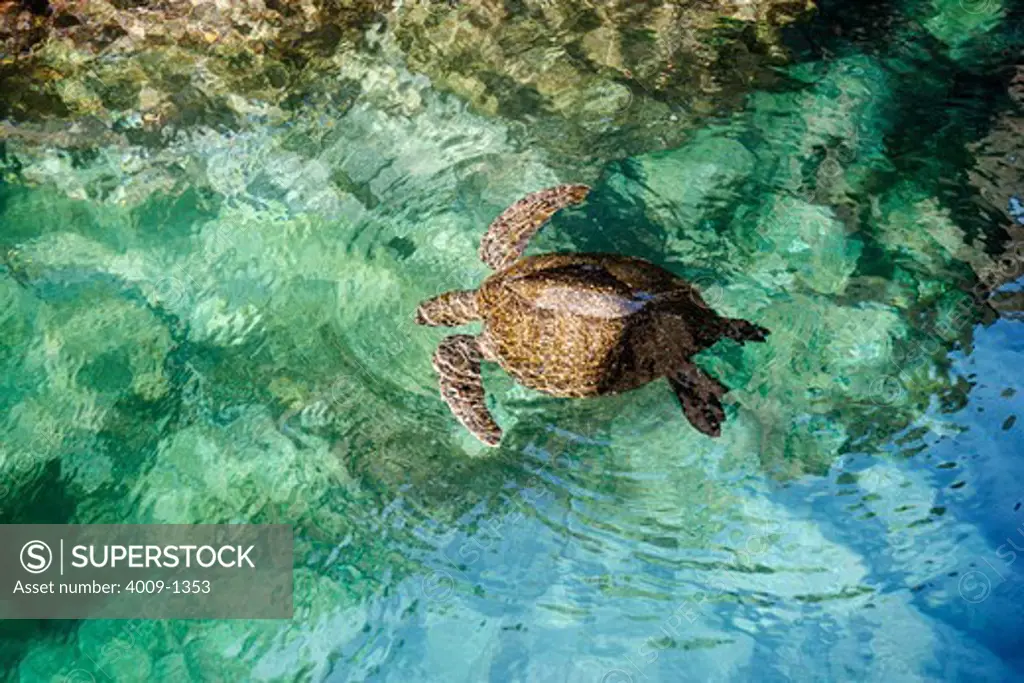 Ecuador, Galapagos Islands, Sea turtle swimming in sea