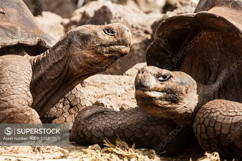 Ecuador, Galapagos Islands, Close-up of two giant tortoises