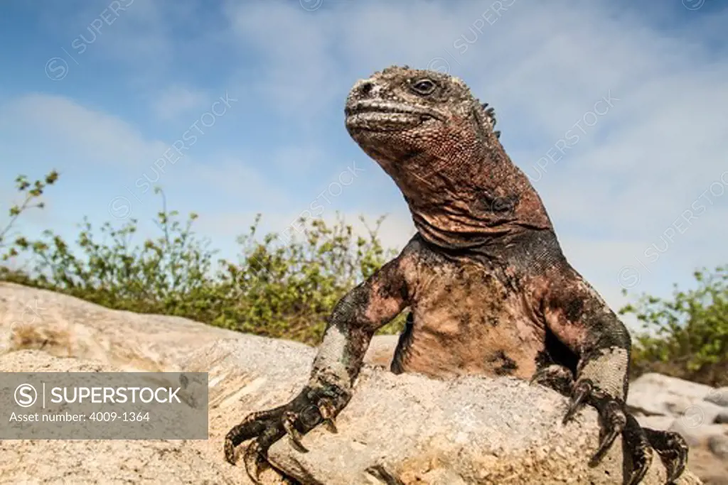 Ecuador, Galapagos Islands, Marine iguana sunning on rock