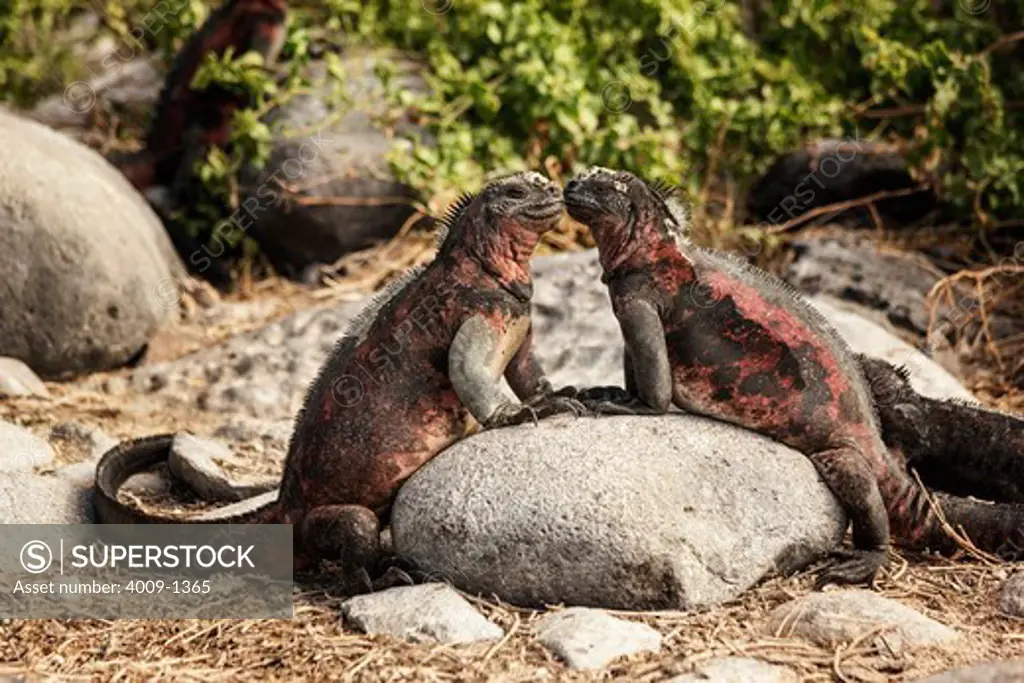 Ecuador, Galapagos Islands, Two marine iguanas facing each other while standing on rock