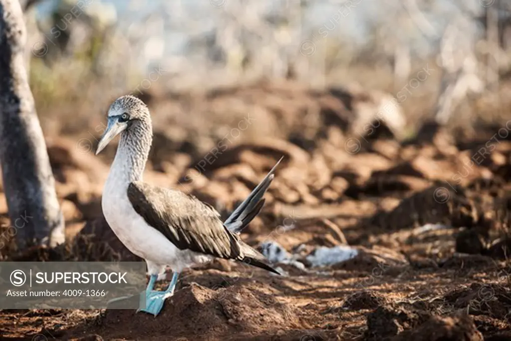 Ecuador, Galapagos Islands, Blue-footed Booby standing on rock