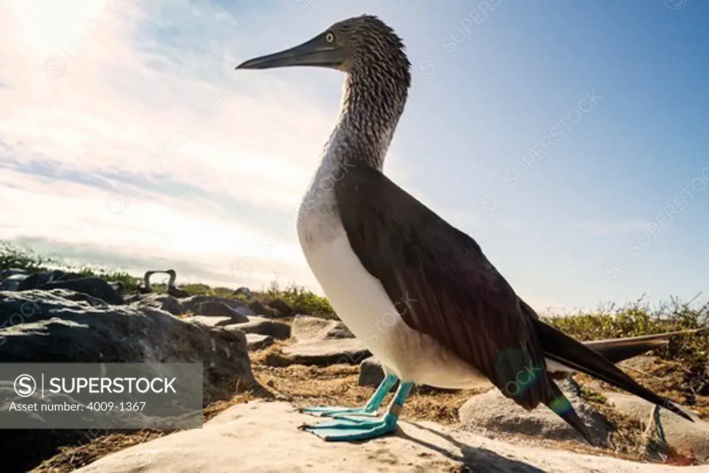 Ecuador, Galapagos Islands, Profile of blue-footed Booby standing on rock