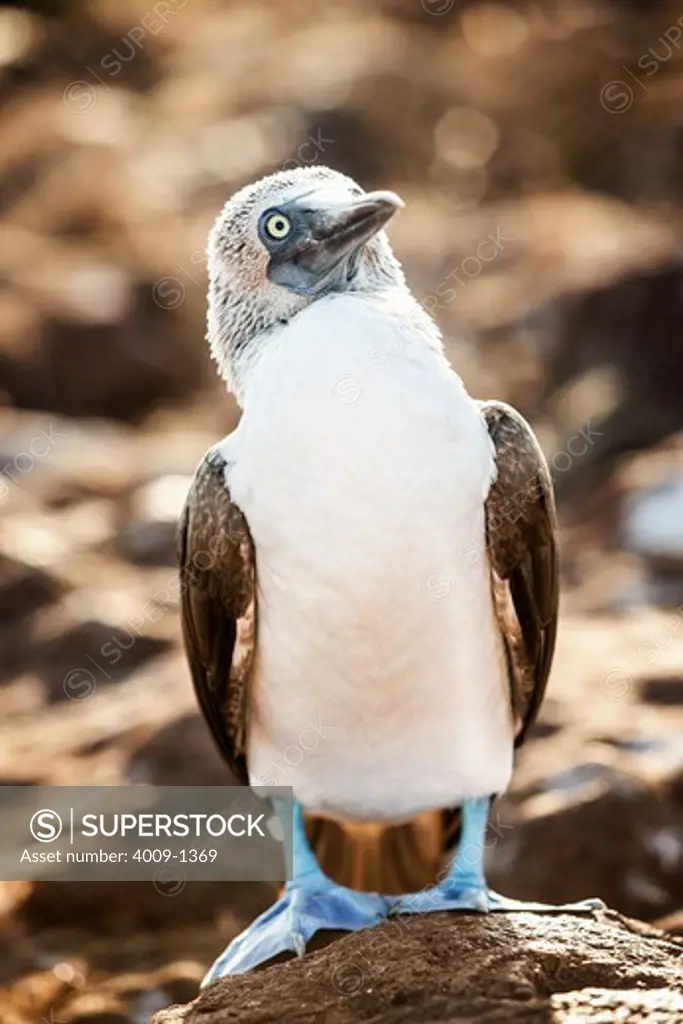 Ecuador, Galapagos Islands, Blue-footed Booby standing on rock looking up at sky
