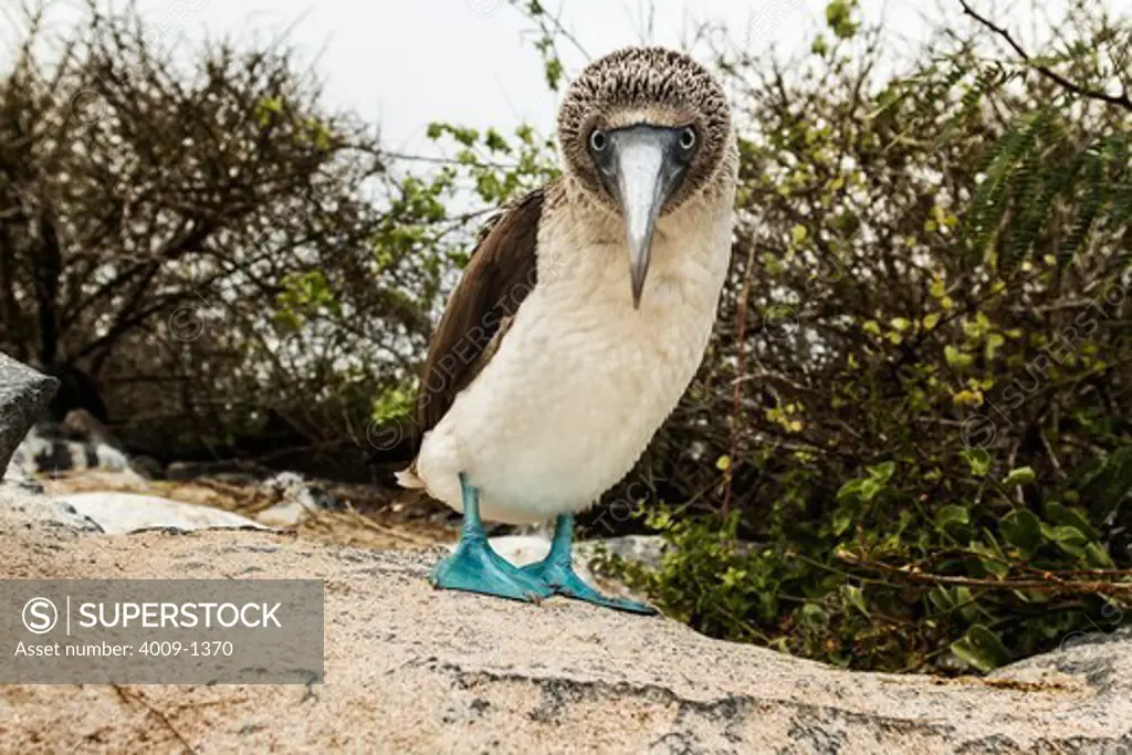 Ecuador, Galapagos Islands, Blue-footed Booby standing on rock looking at camera