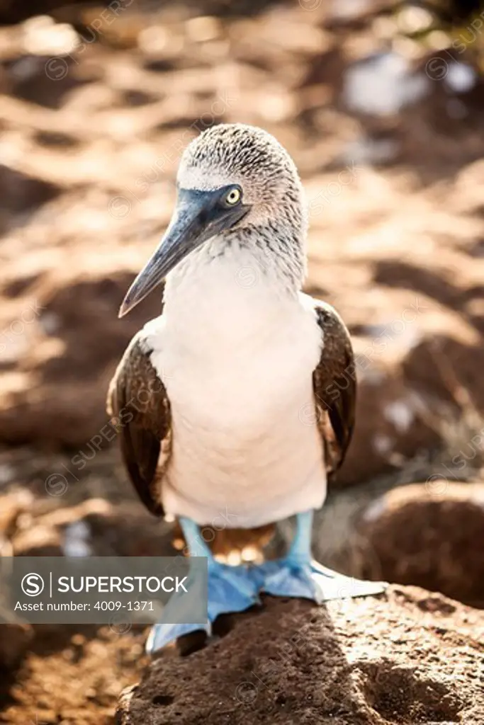 Ecuador, Galapagos Islands, Blue-footed Booby standing on rock