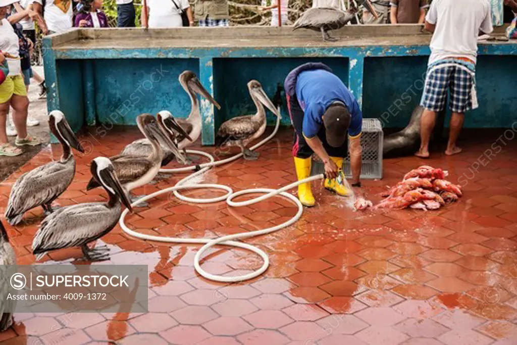 Ecuador, Galapagos Islands, Group of pelicans waiting for leftovers as fisherman cleaning fish at fish market