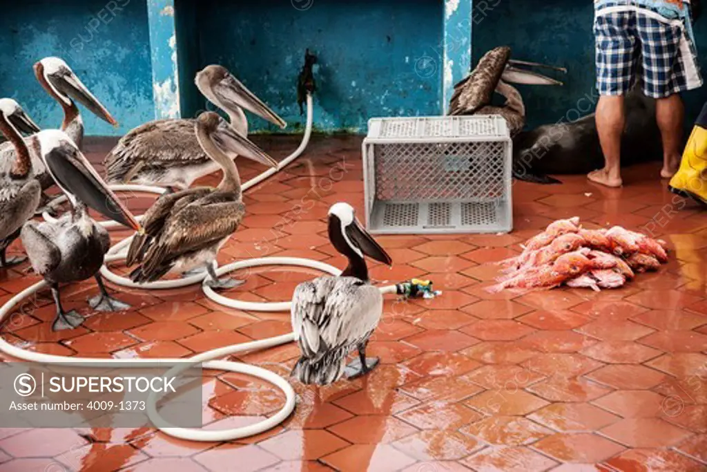 Ecuador, Galapagos Islands, Group of pelicans watching and waiting for leftovers at fish market